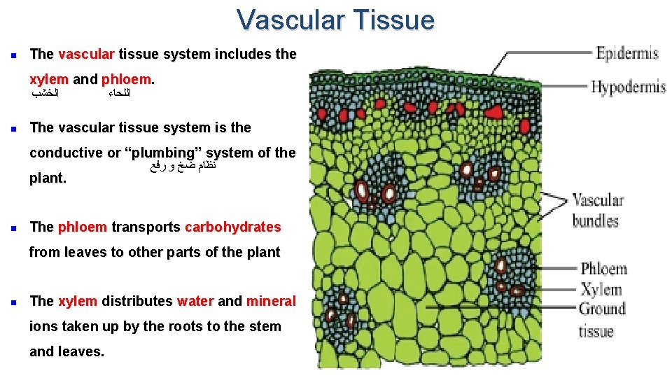 Vascular Tissue n The vascular tissue system includes the xylem and phloem. ﺍﻟﺨﺸﺐ n