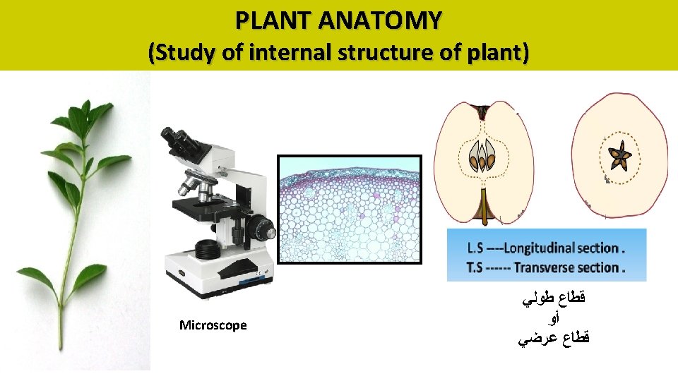 PLANT ANATOMY (Study of internal structure of plant) Microscope ﻗﻄﺎﻉ ﻃﻮﻟﻲ ﺃﻮ ﻗﻄﺎﻉ ﻋﺮﺿﻲ
