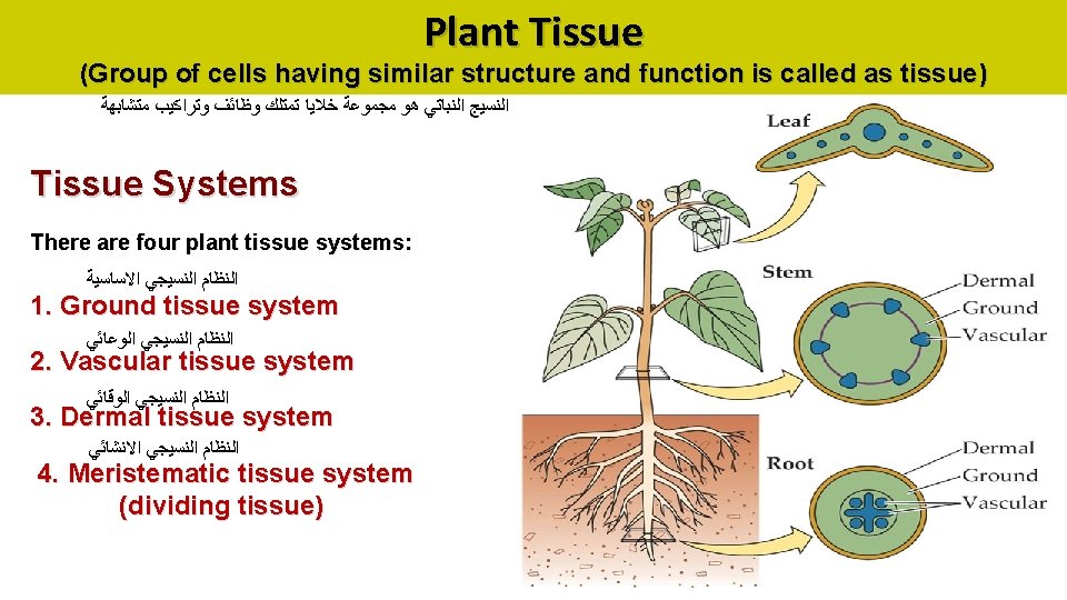 Plant Tissue (Group of cells having similar structure and function is called as tissue