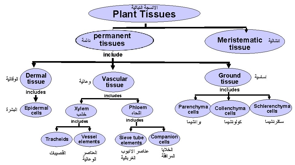  ﺍﻻﻧﺴﺠﺔ ﺍﻟﻨﺒﺎﺗﻴﺔ Plant Tissues Section 23 -1 ﺩﺍﺋﻤﺔ permanent tissues Meristematic tissue ﺍﻧﺸﺎﺋﻴﺔ