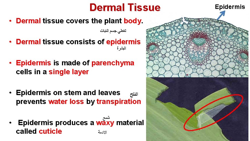 Dermal Tissue • Dermal tissue covers the plant body. ﺗﻐﻄﻲ ﺟﺴﻢ ﺍﻟﻨﺒﺎﺕ • Dermal