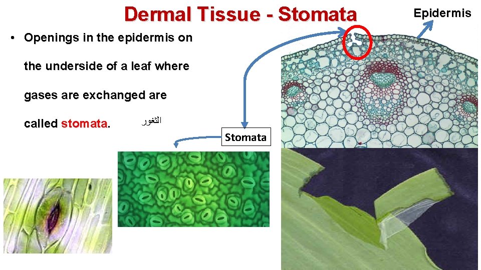 Dermal Tissue - Stomata • Openings in the epidermis on the underside of a