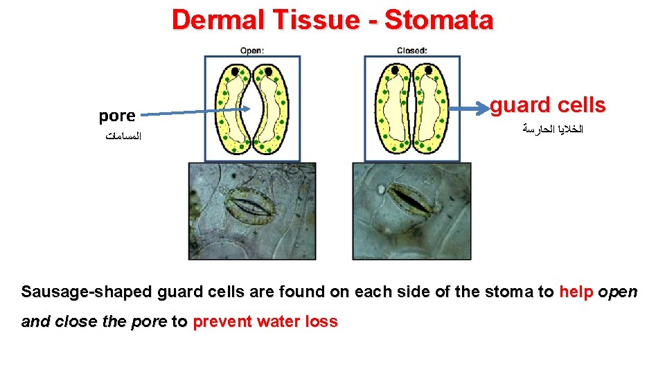 Dermal Tissue - Stomata pore ﺍﻟﻤﺴﺎﻣﺎﺕ guard cells ﺍﻟﺨﻼﻳﺎ ﺍﻟﺤﺎﺭﺳﺔ Sausage-shaped guard cells are