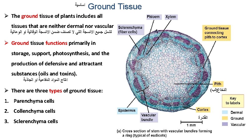  ﺍﺳﺎﺳﻴﺔ Ground Tissue Ø The ground tissue of plants includes all tissues that