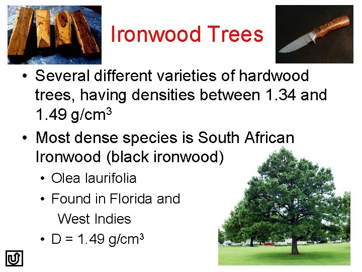 Ironwood Trees • Several different varieties of hardwood trees, having densities between 1. 34