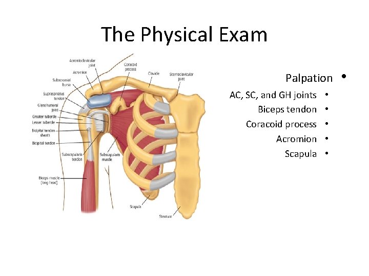 The Physical Exam Palpation AC, SC, and GH joints Biceps tendon Coracoid process Acromion
