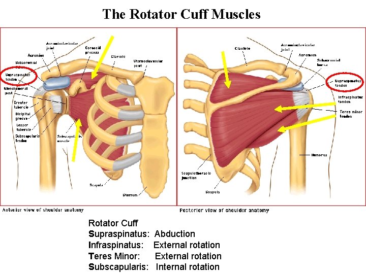 The Rotator Cuff Muscles Rotator Cuff Supraspinatus: Infraspinatus: Teres Minor: Subscapularis: Abduction External rotation