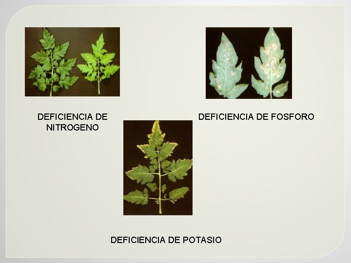 DEFICIENCIA DE NITROGENO DEFICIENCIA DE FOSFORO DEFICIENCIA DE POTASIO 