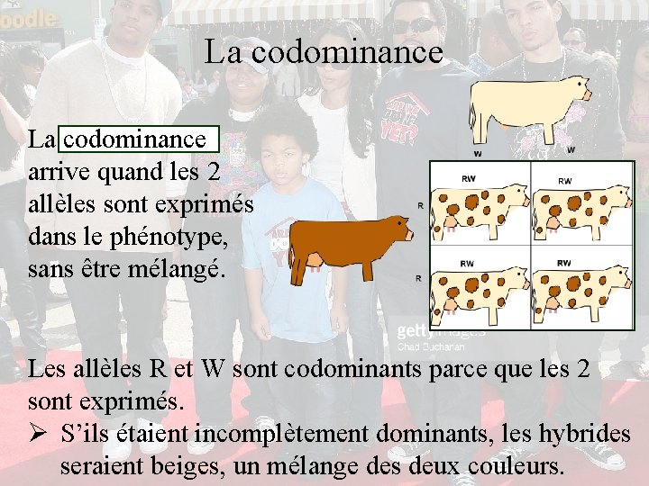 La codominance arrive quand les 2 allèles sont exprimés dans le phénotype, sans être