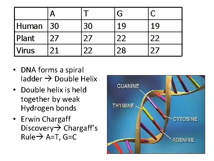 A Human 30 Plant 27 Virus 21 T 30 27 22 • DNA forms A Human 30 Plant 27 Virus 21 T 30 27 22 • DNA forms