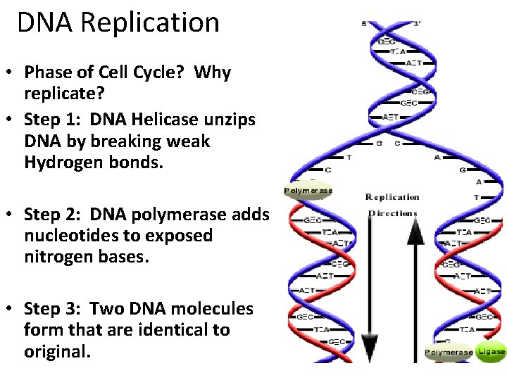 DNA Replication • Phase of Cell Cycle? Why replicate? • Step 1: DNA Helicase DNA Replication • Phase of Cell Cycle? Why replicate? • Step 1: DNA Helicase