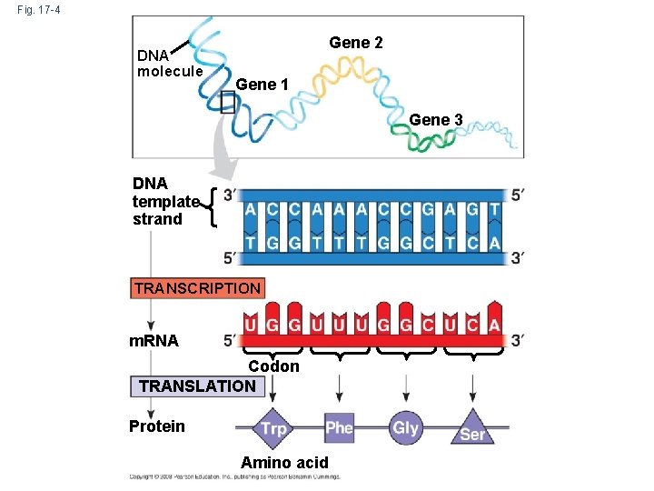 Fig. 17 -4 DNA molecule Gene 2 Gene 1 Gene 3 DNA template strand Fig. 17 -4 DNA molecule Gene 2 Gene 1 Gene 3 DNA template strand