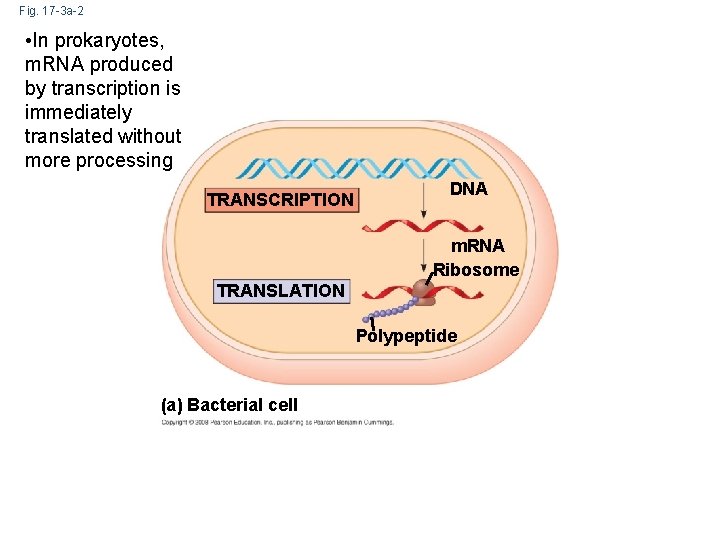 Fig. 17 -3 a-2 • In prokaryotes, m. RNA produced by transcription is immediately Fig. 17 -3 a-2 • In prokaryotes, m. RNA produced by transcription is immediately