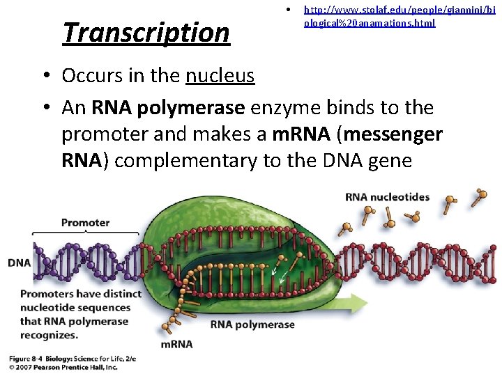 Transcription • http: //www. stolaf. edu/people/giannini/bi ological%20 anamations. html • Occurs in the nucleus Transcription • http: //www. stolaf. edu/people/giannini/bi ological%20 anamations. html • Occurs in the nucleus