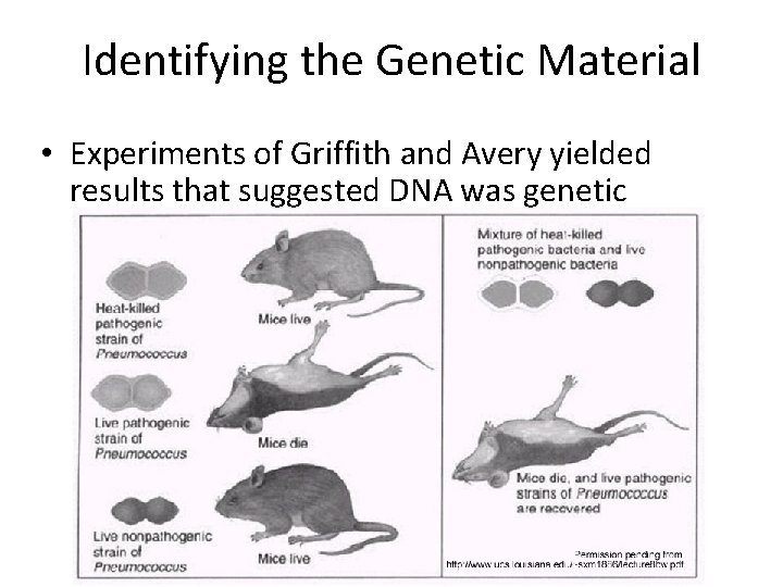 Identifying the Genetic Material • Experiments of Griffith and Avery yielded results that suggested Identifying the Genetic Material • Experiments of Griffith and Avery yielded results that suggested