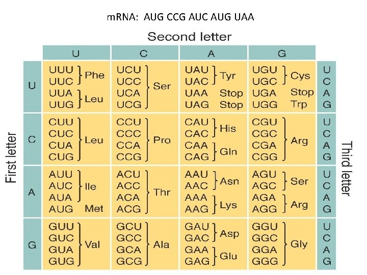 m. RNA: AUG CCG AUC AUG UAA m. RNA: AUG CCG AUC AUG UAA