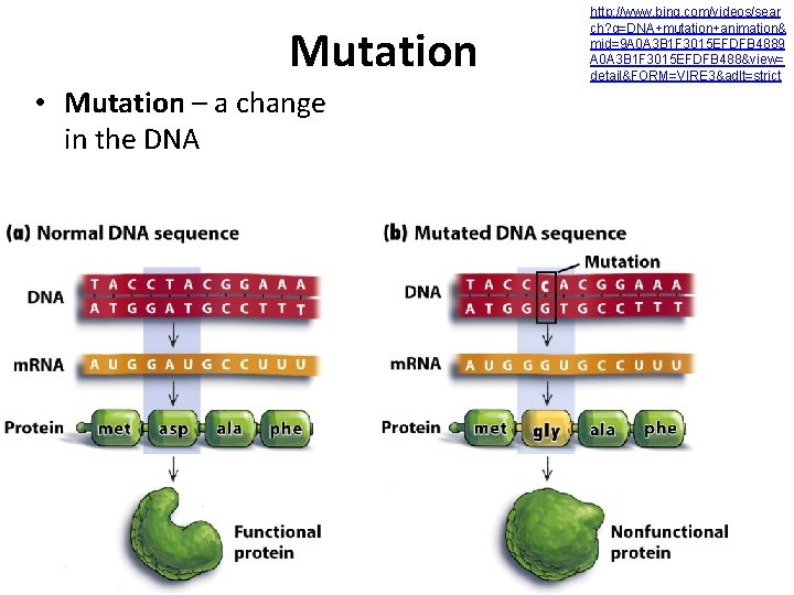 Mutation • Mutation – a change in the DNA http: //www. bing. com/videos/sear ch? Mutation • Mutation – a change in the DNA http: //www. bing. com/videos/sear ch?