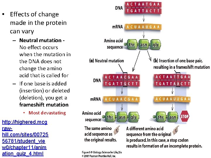 • Effects of change made in the protein can vary – Neutral mutation • Effects of change made in the protein can vary – Neutral mutation