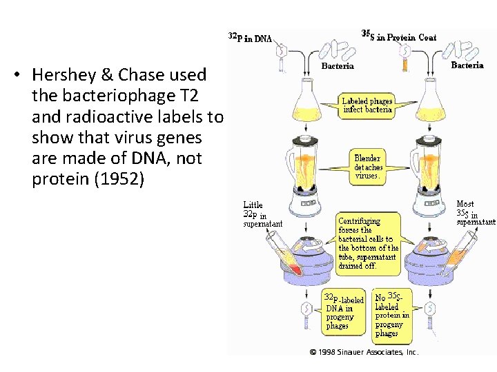 • Hershey & Chase used the bacteriophage T 2 and radioactive labels to • Hershey & Chase used the bacteriophage T 2 and radioactive labels to