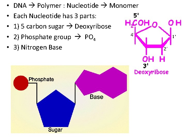 • • • DNA Polymer : Nucleotide Monomer Each Nucleotide has 3 parts: • • • DNA Polymer : Nucleotide Monomer Each Nucleotide has 3 parts: