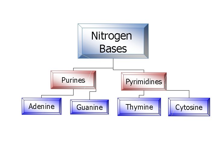 Nitrogen Bases Purines Adenine Guanine Pyrimidines Thymine Cytosine Nitrogen Bases Purines Adenine Guanine Pyrimidines Thymine Cytosine