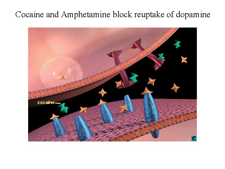 Cocaine and Amphetamine block reuptake of dopamine 