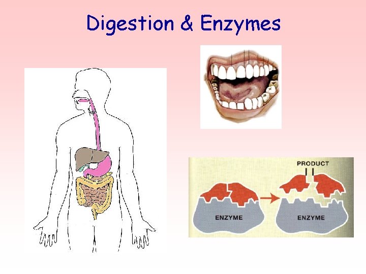 Digestion & Enzymes 