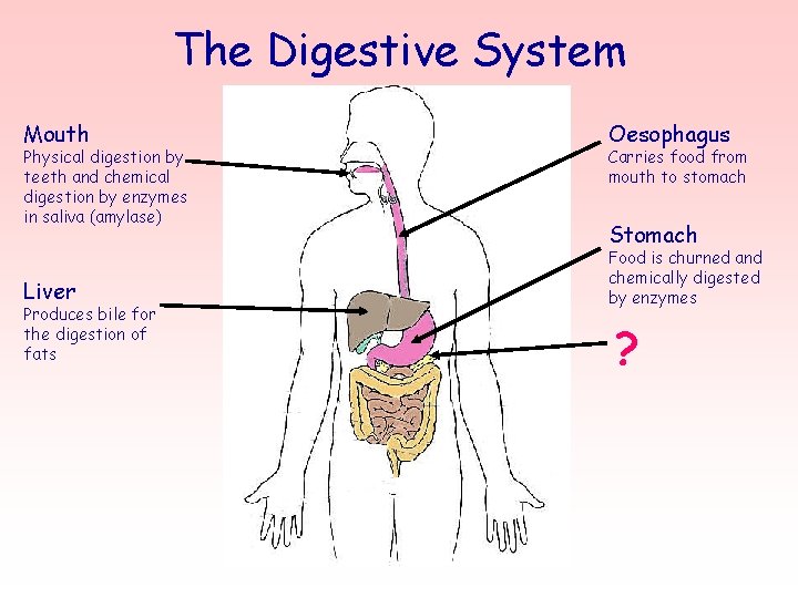 The Digestive System Mouth Physical digestion by teeth and chemical digestion by enzymes in