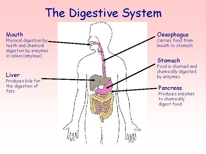 The Digestive System Mouth Physical digestion by teeth and chemical digestion by enzymes in