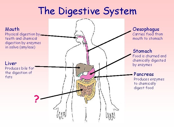 The Digestive System Mouth Physical digestion by teeth and chemical digestion by enzymes in