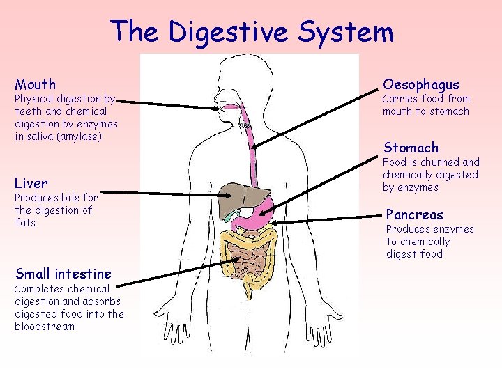 The Digestive System Mouth Physical digestion by teeth and chemical digestion by enzymes in