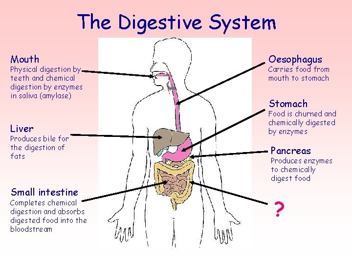 The Digestive System Mouth Physical digestion by teeth and chemical digestion by enzymes in