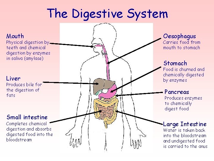 The Digestive System Mouth Physical digestion by teeth and chemical digestion by enzymes in