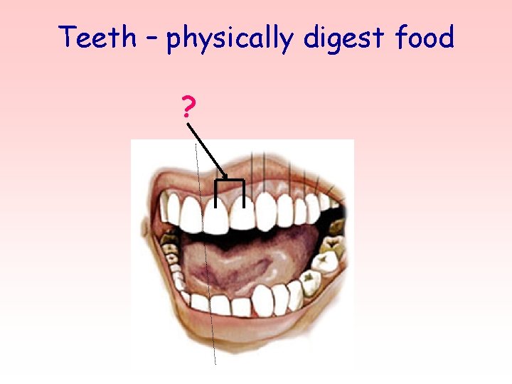 Teeth – physically digest food ? 