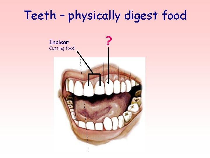 Teeth – physically digest food Incisor Cutting food ? 