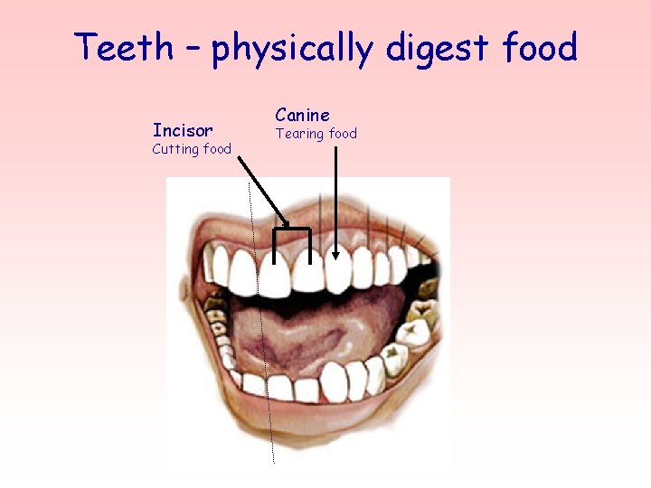 Teeth – physically digest food Incisor Cutting food Canine Tearing food 