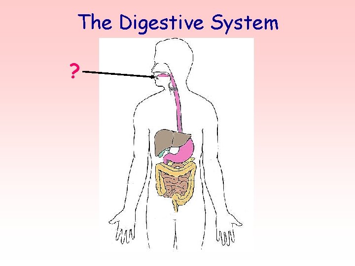 The Digestive System ? 