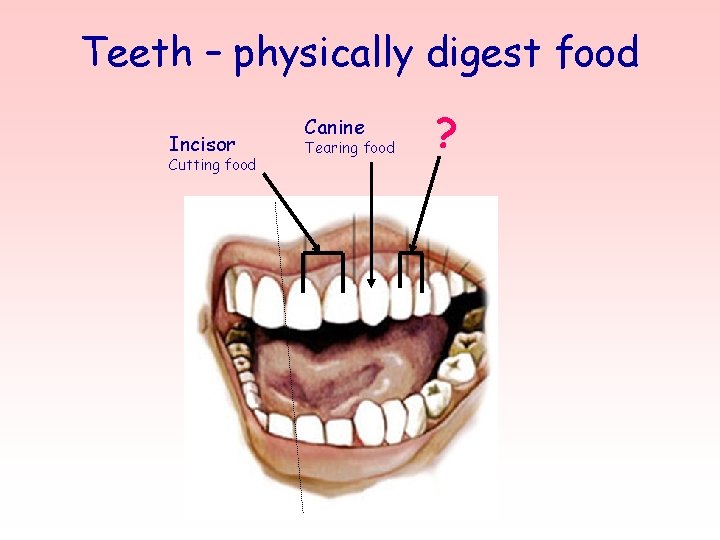 Teeth – physically digest food Incisor Cutting food Canine Tearing food ? 