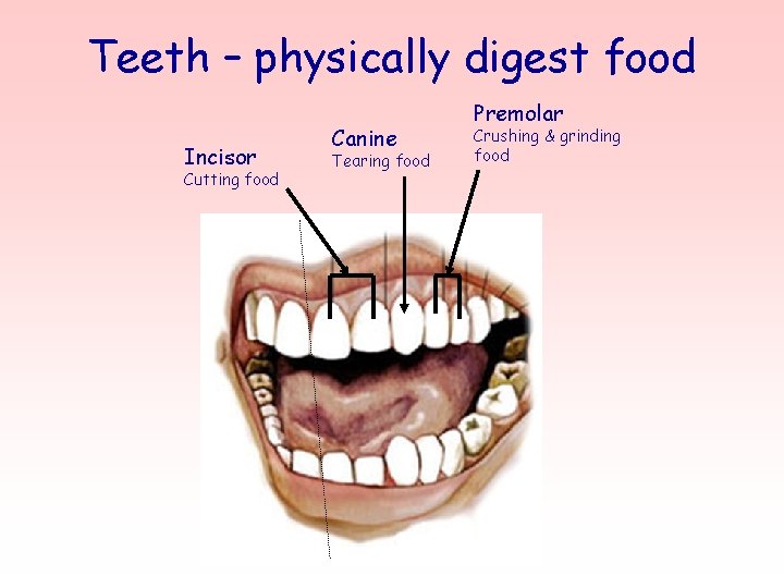 Teeth – physically digest food Incisor Cutting food Canine Tearing food Premolar Crushing &