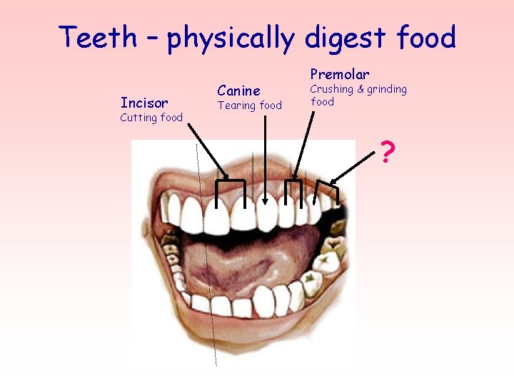 Teeth – physically digest food Incisor Cutting food Canine Tearing food Premolar Crushing &