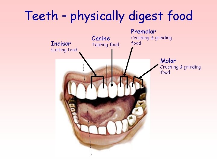 Teeth – physically digest food Incisor Cutting food Canine Tearing food Premolar Crushing &