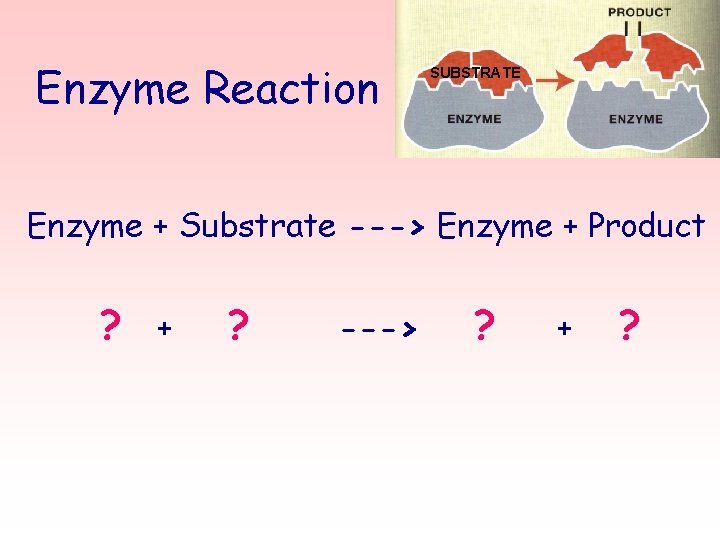 Enzyme Reaction SUBSTRATE Enzyme + Substrate ---> Enzyme + Product ? + ? --->