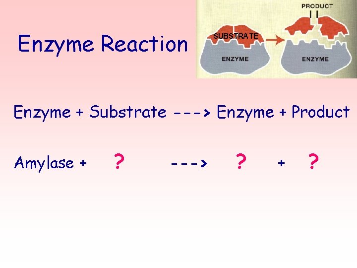Enzyme Reaction SUBSTRATE Enzyme + Substrate ---> Enzyme + Product Amylase + ? --->