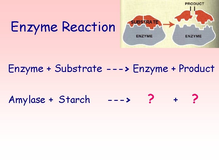 Enzyme Reaction SUBSTRATE Enzyme + Substrate ---> Enzyme + Product Amylase + Starch --->