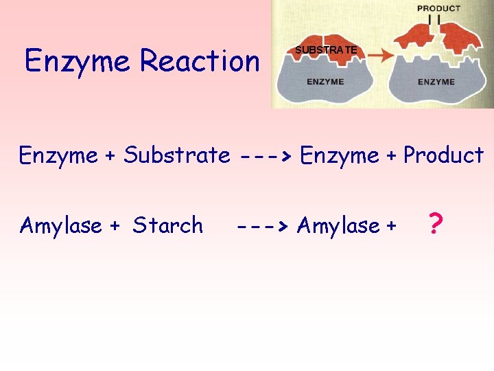 Enzyme Reaction SUBSTRATE Enzyme + Substrate ---> Enzyme + Product Amylase + Starch --->