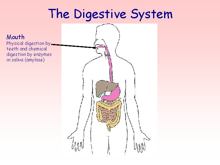 The Digestive System Mouth Physical digestion by teeth and chemical digestion by enzymes in