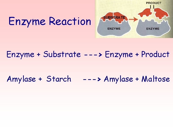 Enzyme Reaction SUBSTRATE Enzyme + Substrate ---> Enzyme + Product Amylase + Starch --->