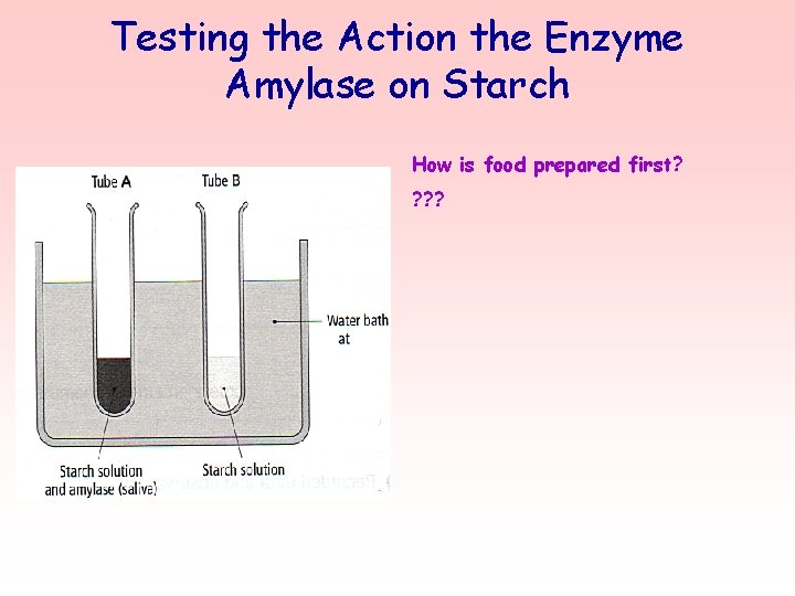 Testing the Action the Enzyme Amylase on Starch How is food prepared first? ?