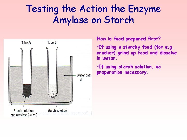 Testing the Action the Enzyme Amylase on Starch How is food prepared first? •