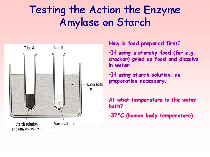 Testing the Action the Enzyme Amylase on Starch How is food prepared first? •